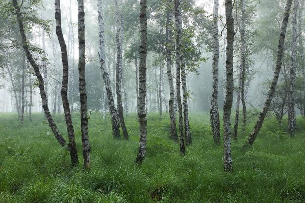 Foggy birch forest