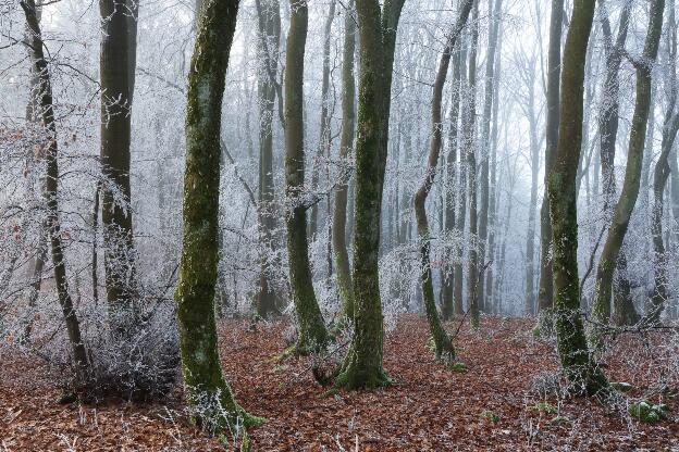Winter Forests