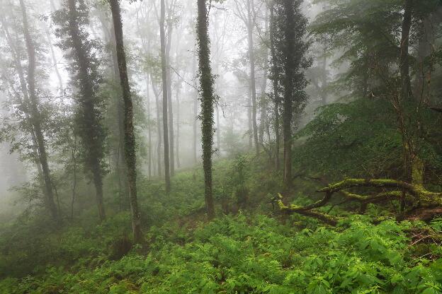 Foggy spring forest